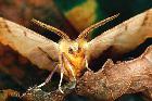 » geometrid moths